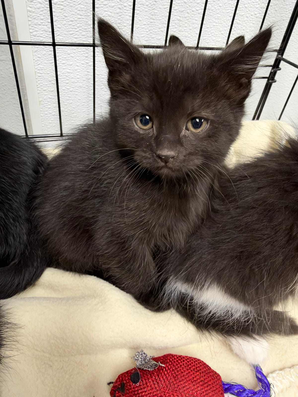 Grytviken, 6 Week Old, Female