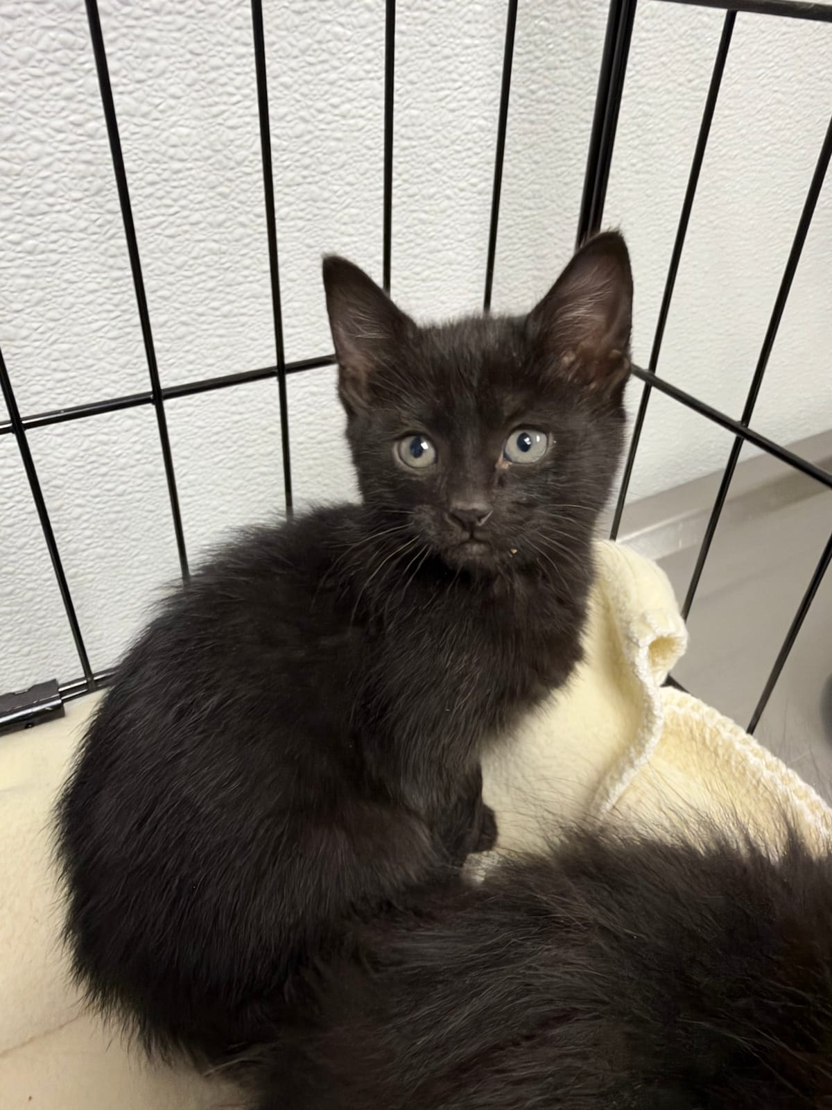 Wild, 6 Week Old, Female