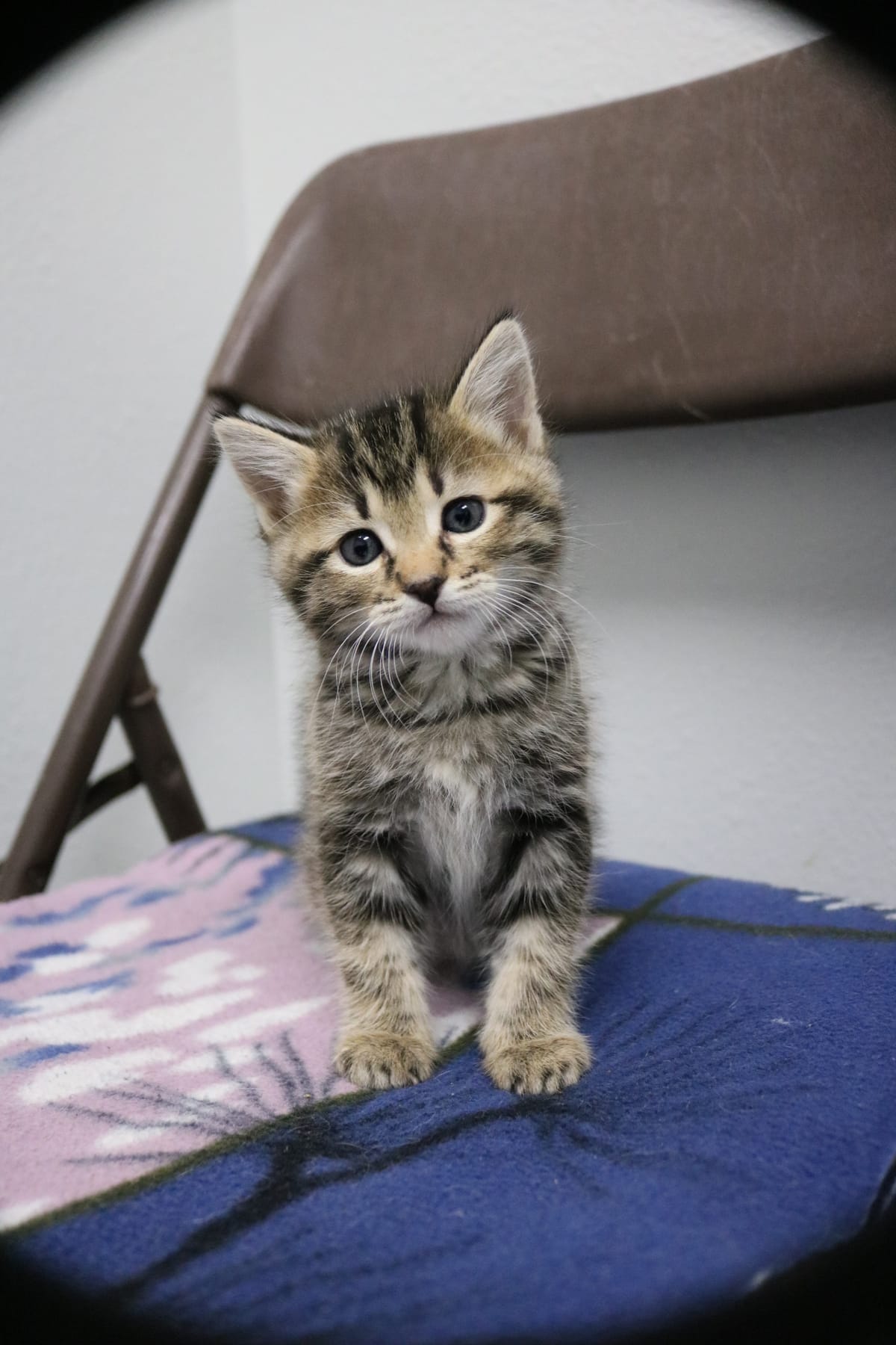 Athens, NOT READY TO ADOPT YET