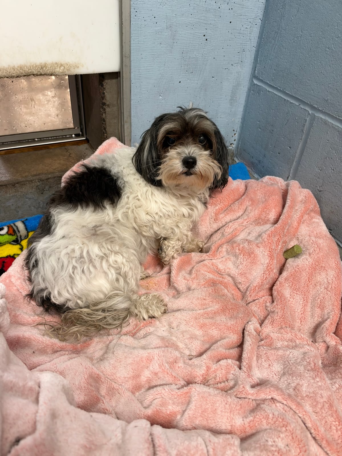 Betty, 5 Year Old, Maltese-Poodle Mix, Female