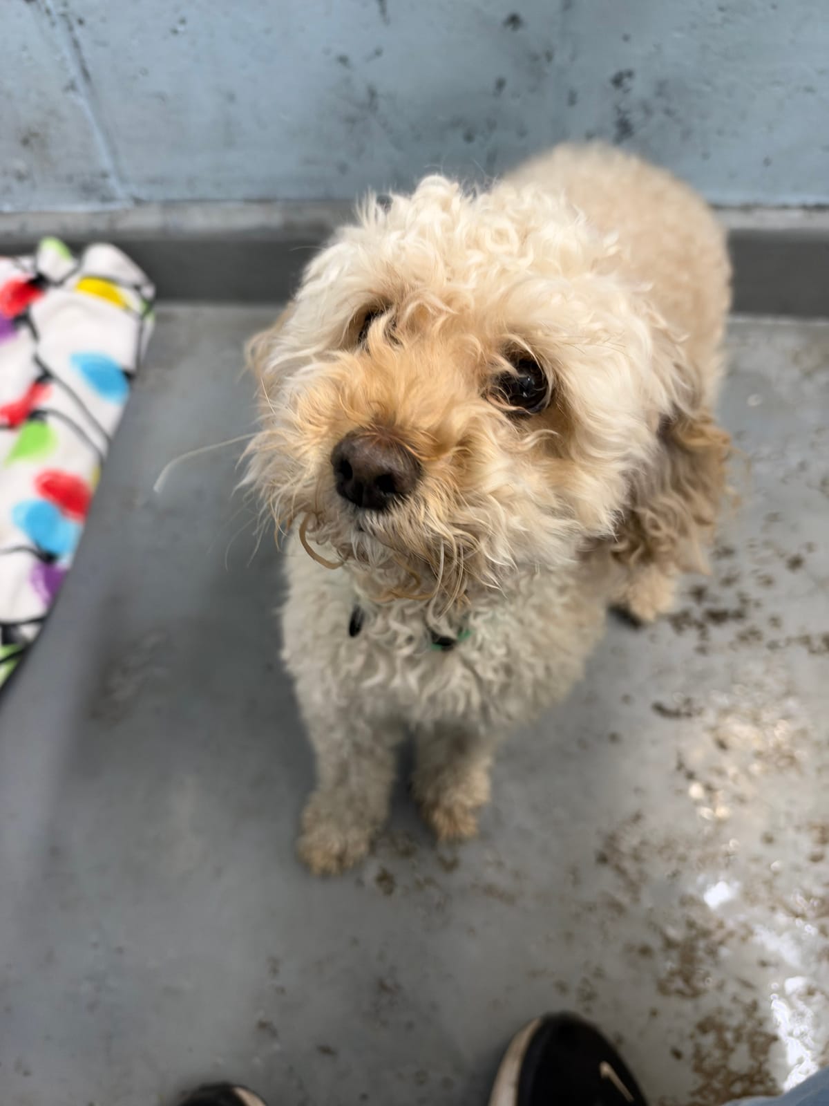 Benny, 5 Year Old, Mini Poodle, Male
