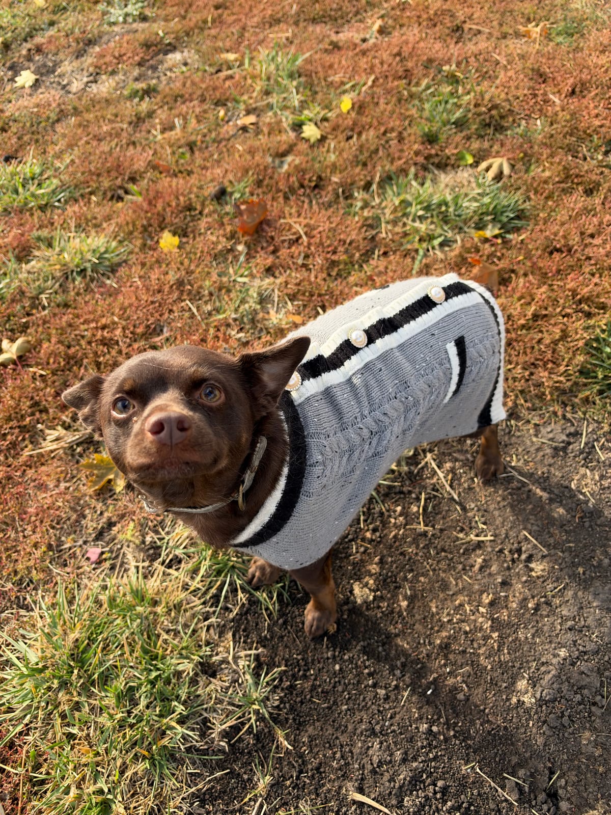 Baby Bear, 2 Year Old, Chihuahua Mix, Male