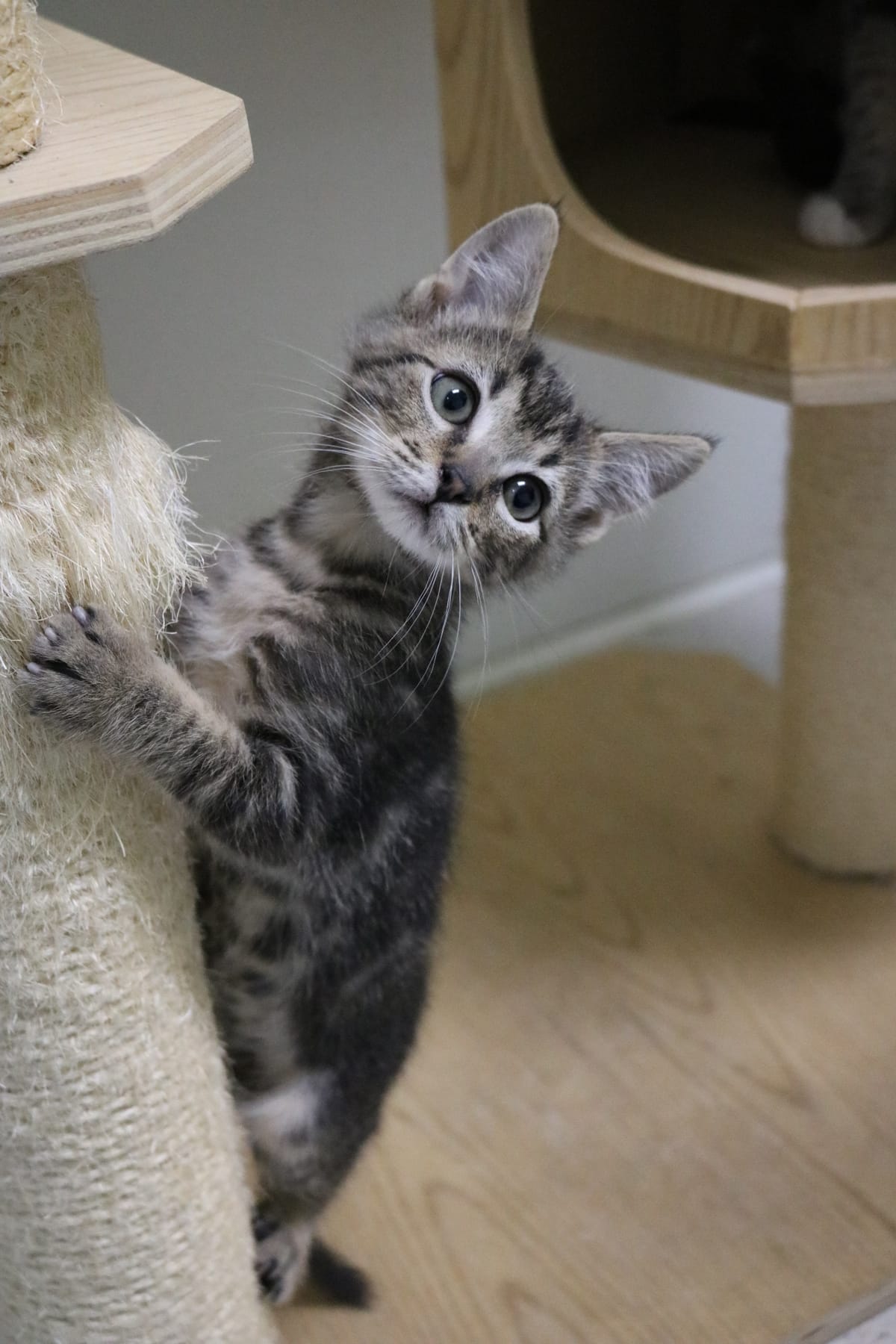 Shortbread, 2ish Month Old, Tabby Male
