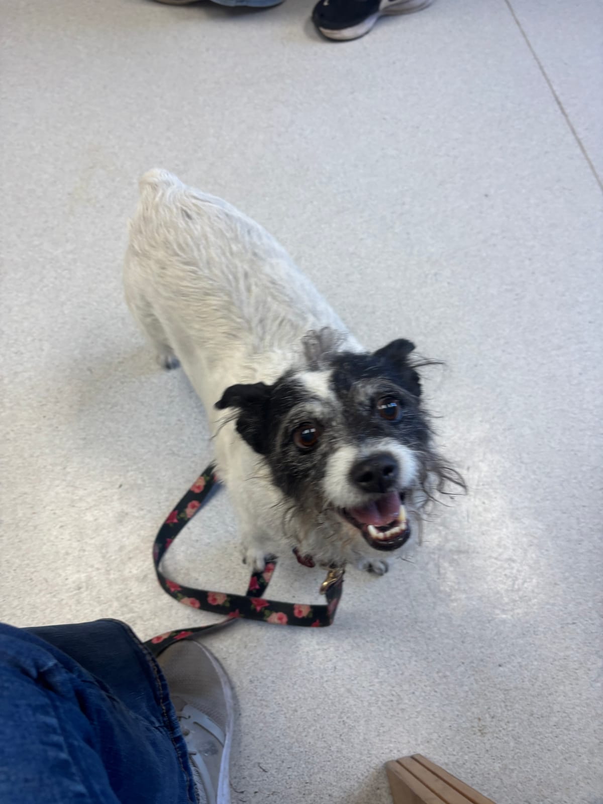 Katie, 7 Year Old, Terrier Mix, Female